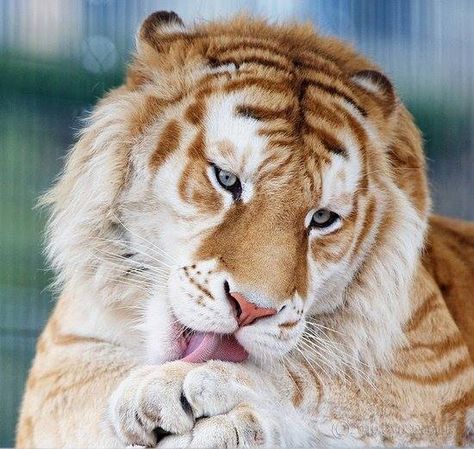 Liger Golden Tabby Tiger, Custom Species, Golden Tabby, Fat Animals, Tiger Pictures, Golden Tiger, Akhal Teke, Bengal Tiger, Pretty Animals