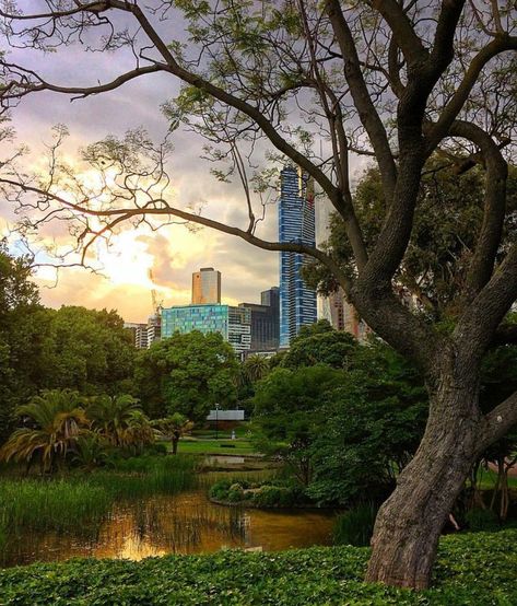 A view of Melbourne from the Royal Botanical Gardens Botanical Gardens Melbourne, Royal Botanic Gardens Melbourne, Melbourne Botanical Gardens, Brisbane House, Melbourne Garden, Botanic Park, Melbourne Skyline, Darwin Australia, Australian Landscape