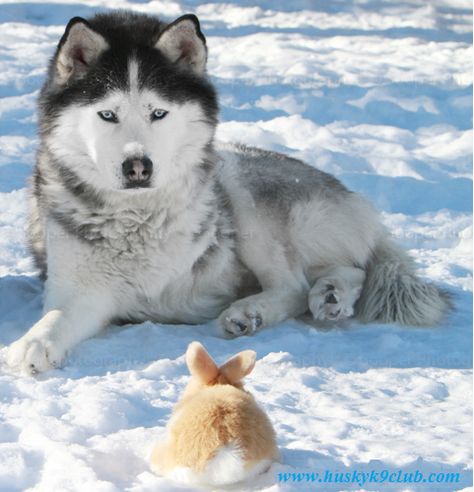 Husky Vs Rabbit Wolf Husky, Siberian Huskies, A Husky, Dog Sledding, Siberian Husky, Beautiful Dogs, The Snow, Dog Love, Animals Beautiful