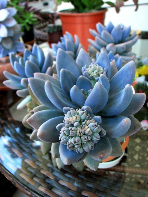 Kaktus Dan Sukulen, Blooming Succulents, Blue Succulents, Succulent Garden Diy, Types Of Succulents, Colorful Succulents, Succulents Decor, Succulent Gardening, Succulent Care