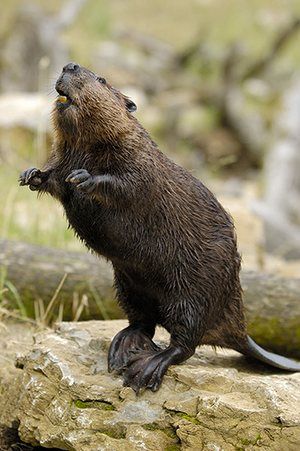 European Wildlife, Gymnastic Exercises, Beaver Cartoon, Beaver Lodge, Animals Tattoo, Tattoo Nature, Gerbil, Rodents, Animal Photo