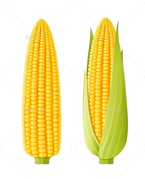 Painting With Corn On The Cob, Corn Poster Design, Corn Picture, Popcorn Healthy, Corn Vector, Corn On The Cob Illustration, Cooking Popcorn, Fruits And Vegetables Images, Food Vector