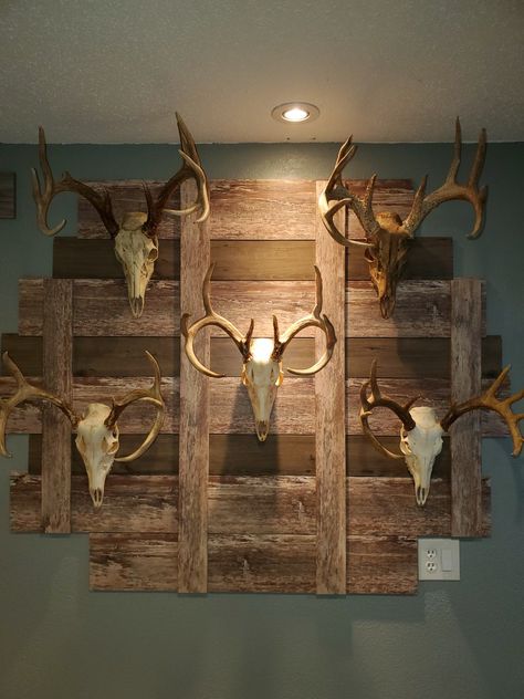 Decorating With Hunting Mounts, Man Cave Deer Mounts, Deer Skull On Wall, Deer Head Display Ideas, European Mount Ideas Rustic, Deer Mount Display, Deer Mount Wall Arrangement Living Room, What To Do With Antlers, Deer Skull Cap Mount Ideas