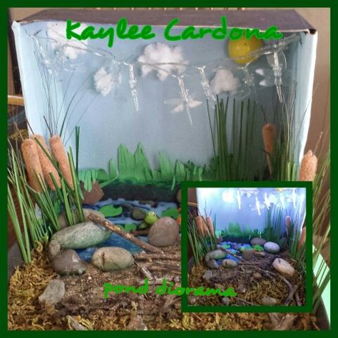 Pond diorama Pond Diorama, Ecosystems Diorama, Landform Projects, Pond Life Theme, Pond Diy, Pond Habitat, Rainforest Project, Diorama Kids, Ecosystems Projects