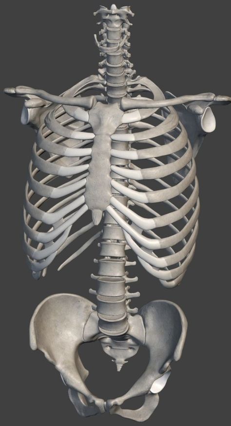 Skeleton Study, Human Ribs, Human Skeleton Anatomy, Skull Anatomy, Anatomy Bones, Skull Reference, Skeleton Anatomy, Skeleton Drawings, Anatomy Sculpture