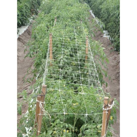 Expanding Trellis, Vinyl Lattice Panels, Panel Trellis, Full Body Whitening, New England Arbors, Obelisk Trellis, Trellis Netting, Willow Garden, Iron Trellis