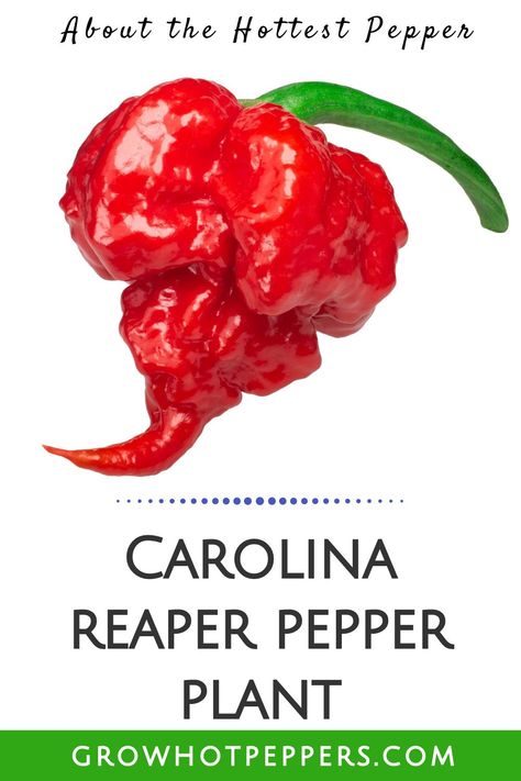 California Reaper Pepper Recipes, Hot Pepper Chart, Carolina Reaper Hot Sauce Recipe, Pepper Scale, Garden Peppers, Pepper Varieties, Growing Hot Pepper, Grow Peppers, Carolina Reaper Pepper