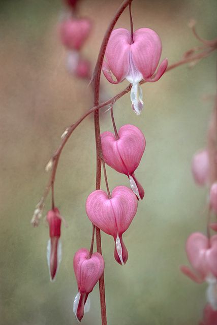 Mystical Garden, Heart In Nature, Unusual Flowers, Pretty Plants, Delphinium, Norman Reedus, Exotic Flowers, Flowers Nature, Flower Heart