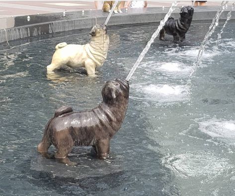 Toronto dog fountain Dog Fountain, Pug Sculpture, Happy Pug, Pug Dog Aesthetic, Pug Swimming, Ugly Dogs, Flying Pug, Old Pug, Pug Pictures