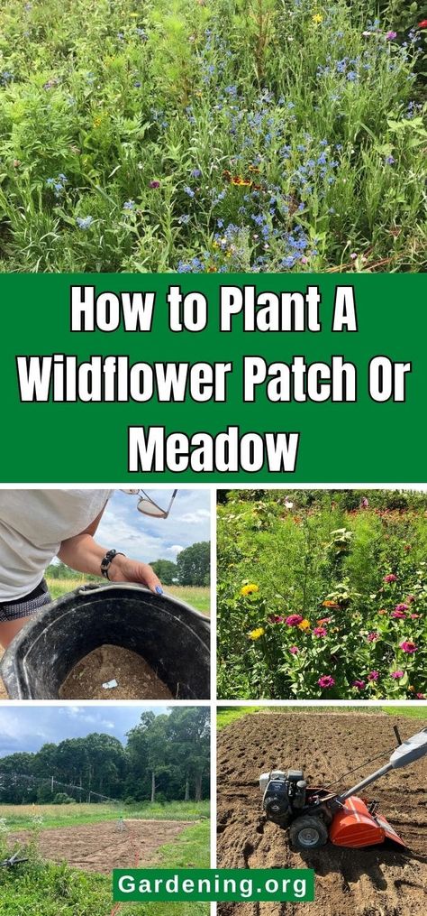 How to Plant A Wildflower Patch Or Meadow Wild Flower Patch In Yard, Backyard Wildflower Garden Ideas, How To Grow Wildflowers, Wildflower Planter Boxes, Wildflower Patch, Picking Wildflowers, Diy Compost, Grow Wildflowers, Wild Flower Meadow