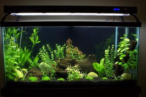 Aquariums Ideas, Black Gravel, Fish Habitat, Tank Terrarium, Turtle Stuff, Goldfish Aquarium, Fish Aquarium Decorations, Aquarium Garden, Fish Tank Terrarium