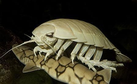 Giant Isopod Cute, Chain Catshark, Cymothoa Exigua, Bathynomus Giganteus, Giant Isopod, Scary Creatures, Cool Bugs, Ocean Photos, Deep Sea Creatures