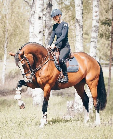 Horse Riding Aesthetic, Warmblood Horses, Eventing Horses, Bay Horse, Horse Boarding, Horse Aesthetic, English Riding, Dressage Horses, Horse Equestrian