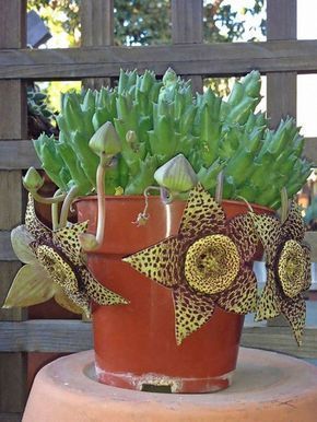 Carrion Flower, Kaktus Dan Sukulen, Blooming Succulents, Flowering Succulents, Succulent Garden Diy, Types Of Succulents, Decoration Plante, Succulent Gardening, Unusual Plants