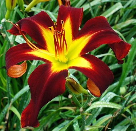 Roth Daylily Farm - RED NOVA Red Daylily, East Peoria, Garden Pictures, Daylilies, All Plants, Garden Plants, Plants, Flowers, Red