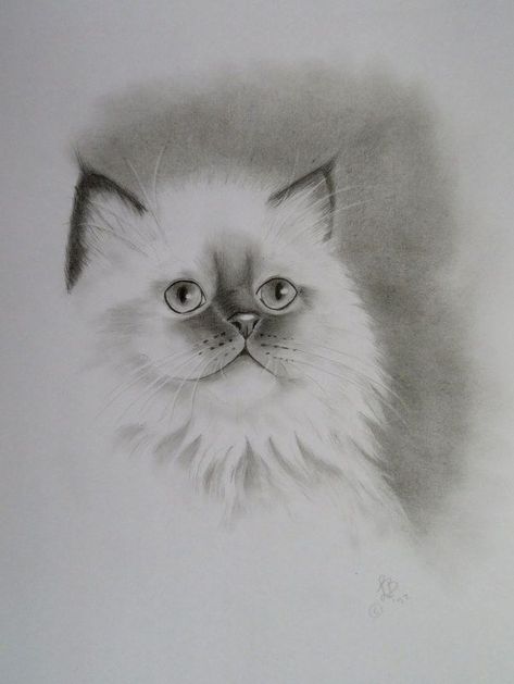 Birman Cat Drawing, Birman Kittens, Birman Cat, Tattoo Outline, Cat Tattoo, Cat Drawing, Cat Design, Cat Art, Art Pictures