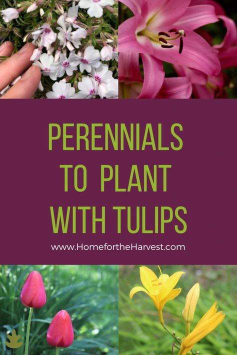 Flower Beds In Front Of House Tulips, Tulips And Hostas, Tulips Companion Plants, Tulip Flower Bed Front Yards, What To Plant With Tulips Front Yards, Tulips Along Driveway, Tulip Beds Design, What To Plant With Daffodils, Tulip Lined Walkway