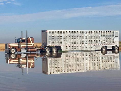 Peterbilt Bull Hauler, Cattle Trailers, Custom Big Rig, Livestock Trailers, Peterbilt 359, Truck Games, Cummins Trucks, Dually Trucks, Custom Big Rigs