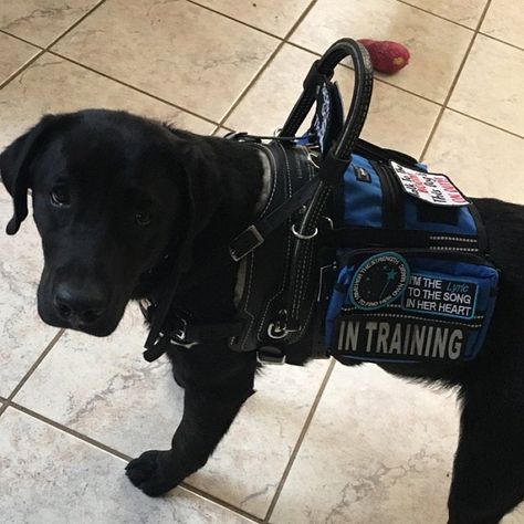 Puppy Training Schedule, Psychiatric Service Dog, Service Dog Patches, Dog Equipment, Service Dogs Gear, Service Dog Training, Service Dog Vests, House Training Dogs, Dog Patch