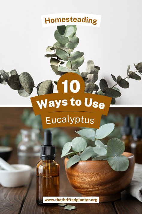 Learn how to put the gorgeous Eucalyptus to use! It's more than just a beautiful bouquet plant Eucalyptus Metaphysical Properties, Things To Do With Eucalyptus, What To Do With Eucalyptus Leaves, Drying Eucalyptus Diy, How To Dry Eucalyptus Branches, Dried Eucalyptus Uses, Eucalyptus Uses, Eucalyptus Benefits, Eucalyptus Essential Oil Uses