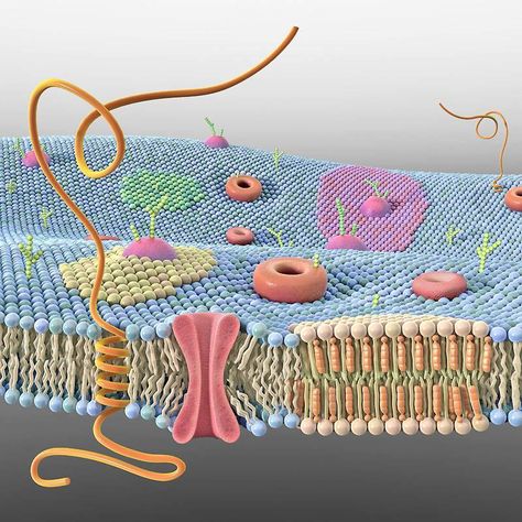 Cell Membrane 3D Membran Sel, 3d Cell, Medical Illustrations, Biology Major, Biology Resources, Plasma Membrane, Study Biology, Biology Classroom, High School Biology