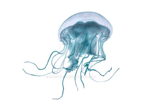 Ocean Png Aesthetic, Jellyfish Widget White Background, Jellyfish Widget Icon, Jellyfish Icon, Jellyfish Png, Jellyfish Png Icon, Blue Jellyfish Widget, Jellyfish White Background, Iphone Background Pink