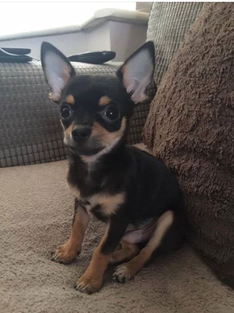 Teacup Animals, Dog Breeds That Dont Shed, Miniature Pinscher Dog, Ideas For Dogs, Baby Chihuahua, Dogs Breeds, Super Cute Puppies, Cute Chihuahua, Chihuahua Love