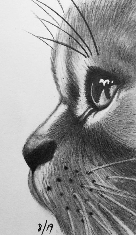 Animal Pencil Drawings Easy, Cat Drawing Charcoal, Charcoal Sketches For Beginners, Cat Drawing Sketches Easy, Cat Pencil Drawings, Easy Realistic Drawings For Beginners, Cat Sketch Pencil, Grey Cat Drawing, Cat Drawing Pencil