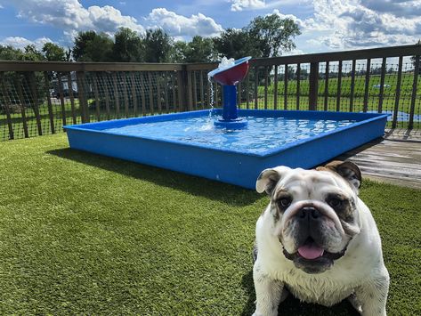 DOG WADING POOL Water Play Feature by My Splash Pad Dog Pool Ideas Diy, Dog Water Feature, Diy Dog Pool, Dog Pond Backyard, Dog Pools, Wading Pool, Diy Wading Pool, Dog Pool Ideas, Dog Splash Pad