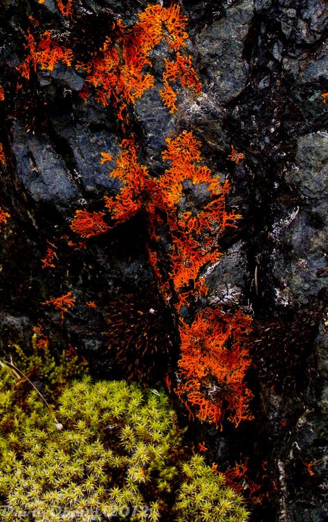 Orange lichen on rocks. Lichen Aesthetic, Lichen Painting, Lichen Watercolor, Lichen Photography, Lichen Textiles, Lichen On Rocks, Patterns In Nature, Soil, Orange