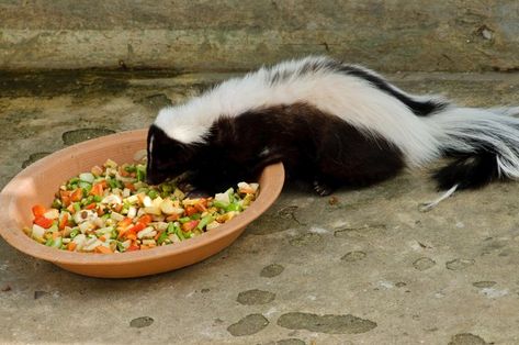 Skunk Pet, Pet Skunk, Baby Skunks, Fish And Chicken, Garden Vegetables, Pet Mom, Loyal Dogs, Better Homes And Garden, Wild Creatures