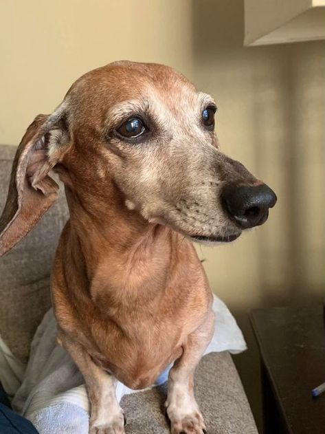 Dachshunds can be also called Doxie dogs, Wiener dogs, sausage dogs… They are special because they have long bodies and they are very funny and active... #dachshund Happy Birthday 12, Birthday 12, Wiener Dogs, Sausage Dogs, Doxie Dogs, Wiener Dog, Sausage Dog, Dachshund Dog, Very Funny