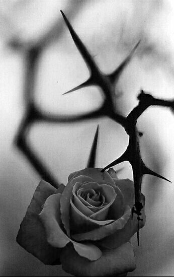 Rose With Thorns, Rose Thorns, Mini S, Mug Art, High Art, Black White Photos, Create Image, Black Rose, Beautiful Roses