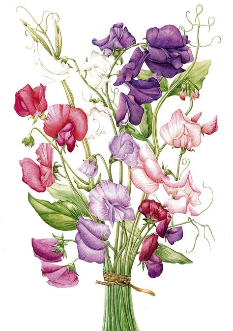 Sweet peas Illustration Art Nouveau, Sweet Pea Flowers, Painting Courses, Pea Flower, Sweet Peas, Botanical Painting, Botanical Watercolor, Vintage Diy, Botanical Drawings