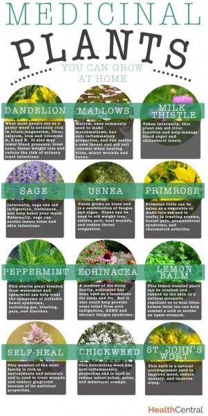 Medicinal Plants You Can Grow at Home #gardening #herbs #dan330 http://livedan330.com/2015/01/16/medicinal-plants-can-grow-home/ Medical Plants, Medicinal Herbs Garden, Magia Das Ervas, نباتات منزلية, Healing Plants, Herbal Healing, Herbs For Health, Healing Herbs, Planting Herbs