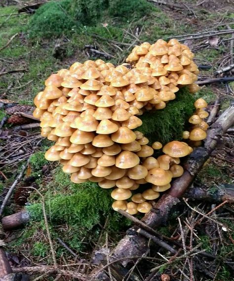 Heart shaped mushroom cluster Naturecore Aesthetic Outfit, Goblin Core, Fairy Aesthetic, Drawing Stuff, Forest Fairy, Fairy Dust, Aesthetic Collage, Nature Aesthetic, In The Woods