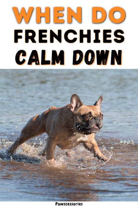 Frenchie Background, Adult French Bulldog, Frenchie Tips, French Bulldog Quotes, Bulldog Quotes, Brindle French Bulldog, Bulldog Training, Merle French Bulldog, French Bulldog Breed