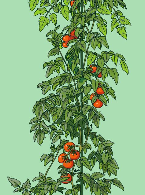 Tomato Vine Illustration, Tomato Plant Drawing, Tomato Drawing, Tomatoes On The Vine, Igcse Art, Libra Sun, Leo Moon, Tomato Vine, Enneagram 2