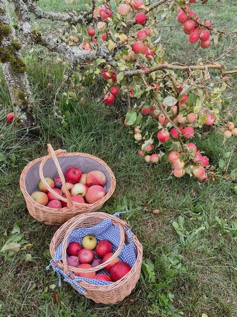 Late Summer Activities, Autumn Activity Aesthetic, Aesthetic Fall Activities, Fall Activity Aesthetic, Cozy Fall Activities, Fall Aesthetic Activities, Fall 2024 Aesthetic, Fall Festival Aesthetic, Cute Fall Activities