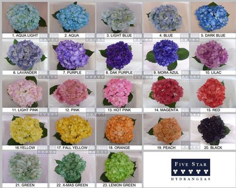 Hydrangea Color Chart Budget Flowers, Hydrangea Seeds, Flowers Hydrangea, Hydrangea Colors, Backyard Flowers, 2015 Wedding, Flower Company, Hydrangea Flowers, May Weddings