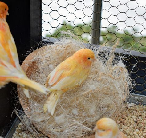 Canary Singing, Canary Cage, Bird Nesting Box, Pet Rodents, Enclosed Porch, Canary Birds, Bird Treats, Bird Care, Daily Vitamins