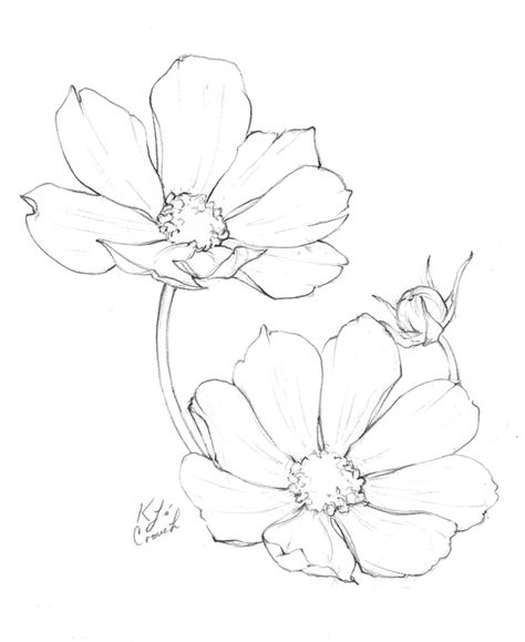 Flower drawings of cosmos flowers by Katrina of Blushed Design.  This blog post reveals a collection of botanical illustrations and flower drawings from the annual inktober challenge. #inktober #flowerdrawings #botnaicalillustrations #blushedbotanicals www.blusheddesign.com