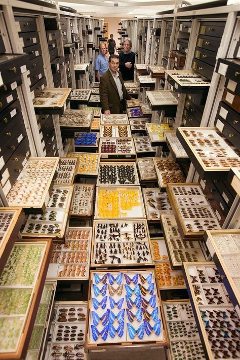 Inside the Specimen Collections of the Smithsonian's Museum of Natural History - Wow Gallery Knolling Photography, Entomology Collection, Museum Storage, National Museum Of Natural History, Smithsonian Museum, The Secret World, Museum Of Natural History, Natural History Museum, Smithsonian Institution