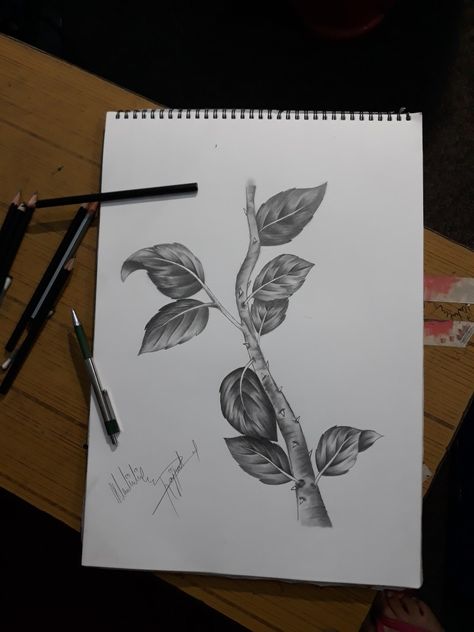 Pencil Shading Objects, Shaded Leaves Drawing, Leaf Shading Pencil, Leaves Sketch Pencil, Leaf Shading, Foliage Drawing, Monoprint Ideas, Nature Sketches Pencil, Leaves Sketch