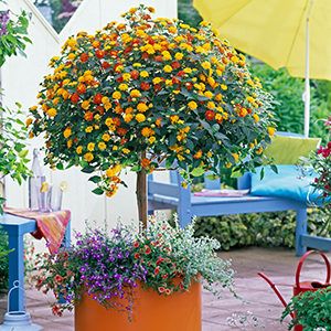 Lantana Tree, Hanging Arrangements, Summer Planters, Summer Planter, Gardening Inspiration, Topiary Garden, Container Gardening Flowers, Indoor Trees, Front Yards