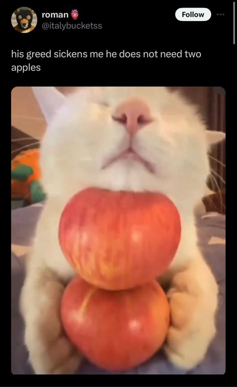 Sickening greed from a cat who rests his head on two apples when he only needs one Cat With Apple, Apple Meme, Apple Cat, Silly Animal Pictures, Goofy Cats, Skincare Recipes, Silly Kitties, Fashion Preppy, Cat Images