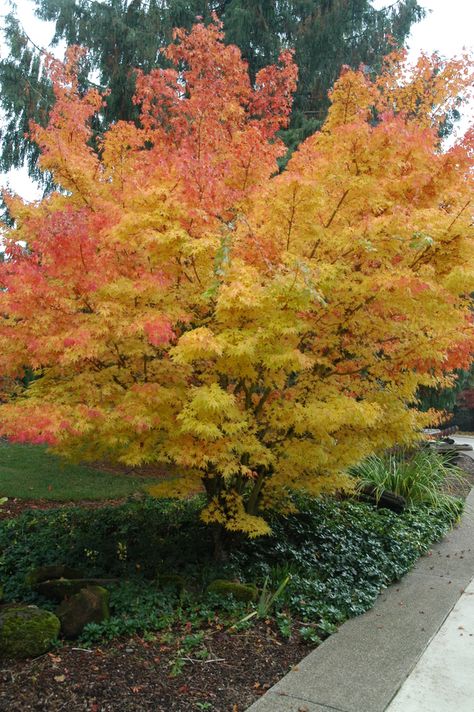 Coral Bark Japanese Maple Japanese Maple Tree Landscape, Sango Kaku, Coral Bark Maple, Maple Tree Landscape, Coral Bark Japanese Maple, Small City Garden, Japanese Maple Tree, Acer Palmatum, Ornamental Trees