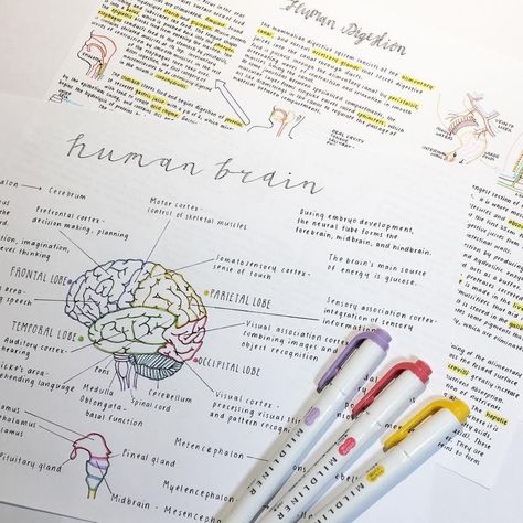 Neuroscience Notes, How I Take Notes, Psychology Notes, Medical Student Study, College Notes, Medical School Motivation, Notes Ideas, Psychology Student, School Organization Notes