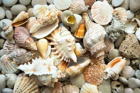 How to Clean Sea Shells and Restore Color - Oh So Spotless How To Clean Coral From The Beach, How To Clean Seashells From The Beach, Cleaning Seashells How To, How To Make Shells Shine, How To Clean Shells From The Beach, How To Clean Sea Shells, How To Clean Shells, How To Clean Sea Shells From The Beach, How To Display Sea Shells