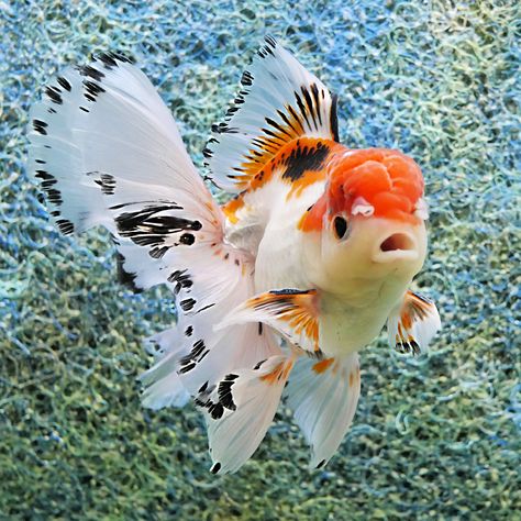 Whats the most popular goldfish we sell? - Windsor Fish Hatchery Online Goldfish Food, Oranda Goldfish, Fantail Goldfish, Goldfish Aquarium, Pet Goldfish, Fish Sketch, Container Water Gardens, Fish Hatchery, Be Single